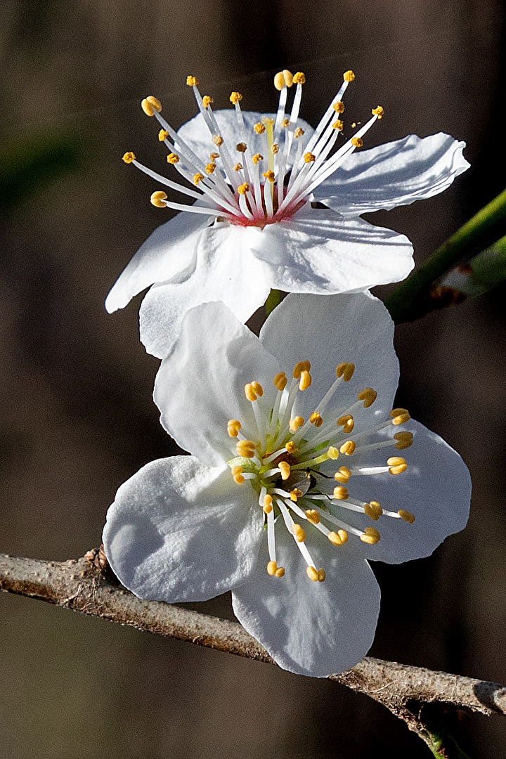 Frühling