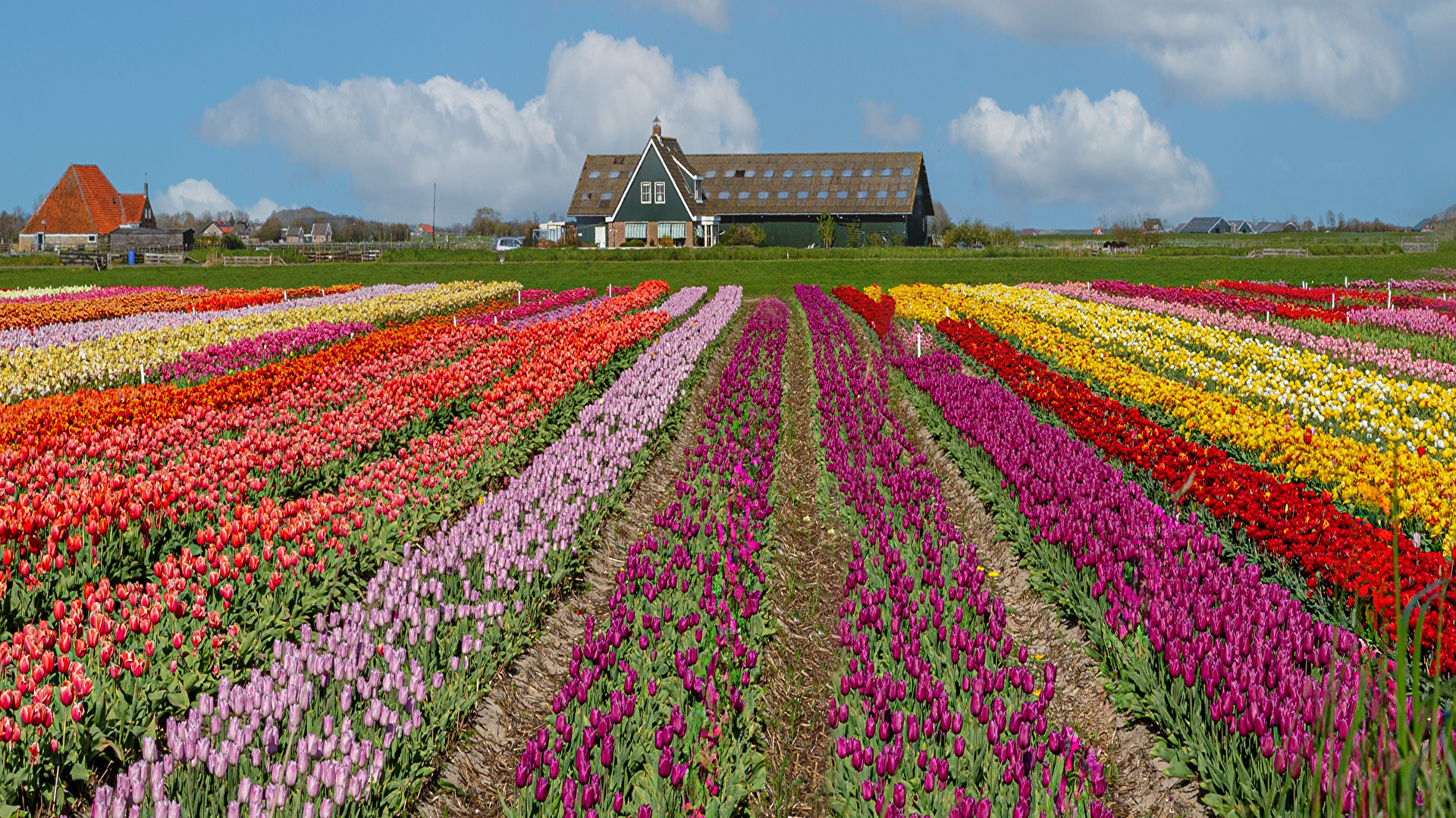 Wenn es Frühling wird dann schenk ich dir  Tulpen aus . . . .