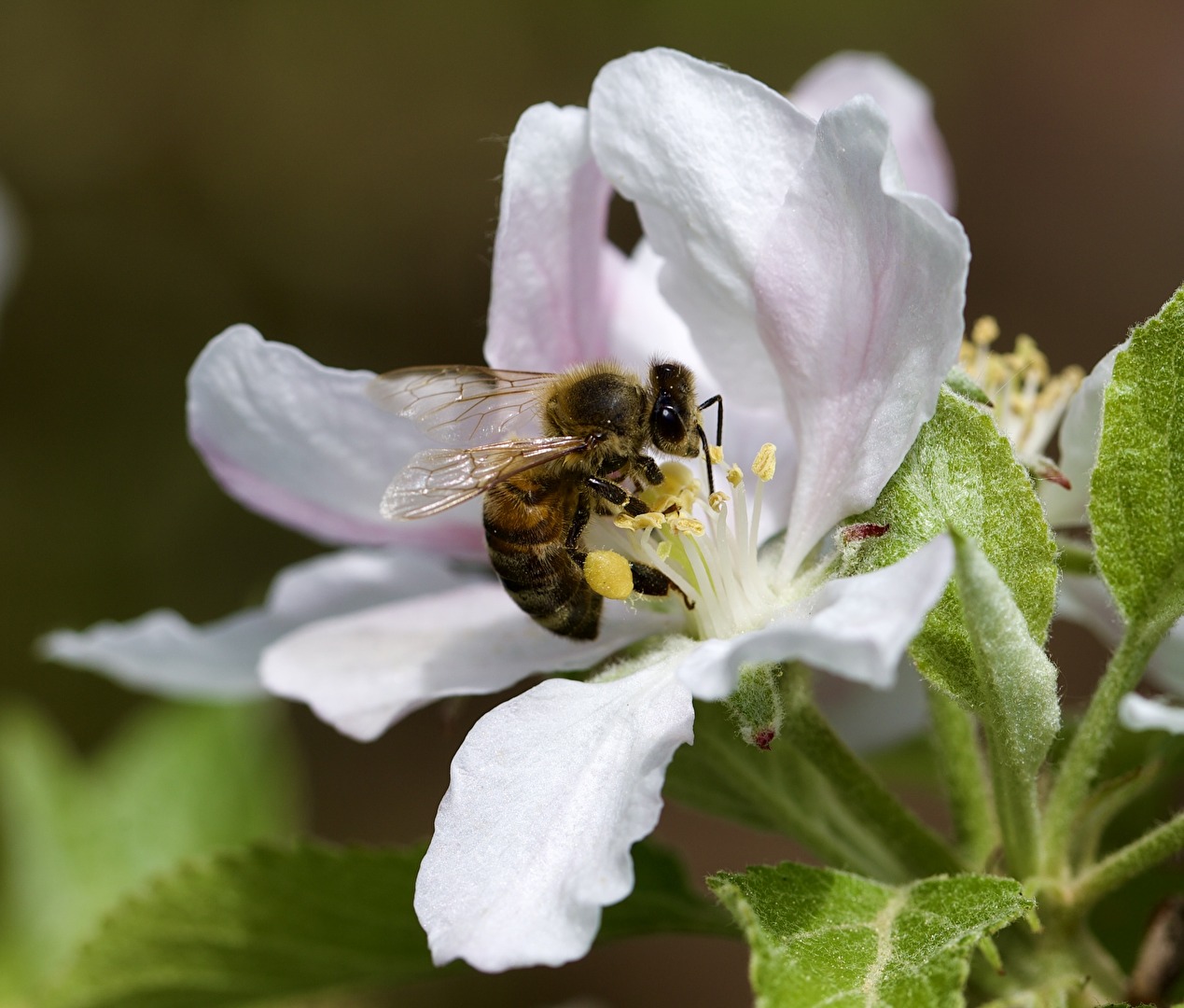 #Bienen