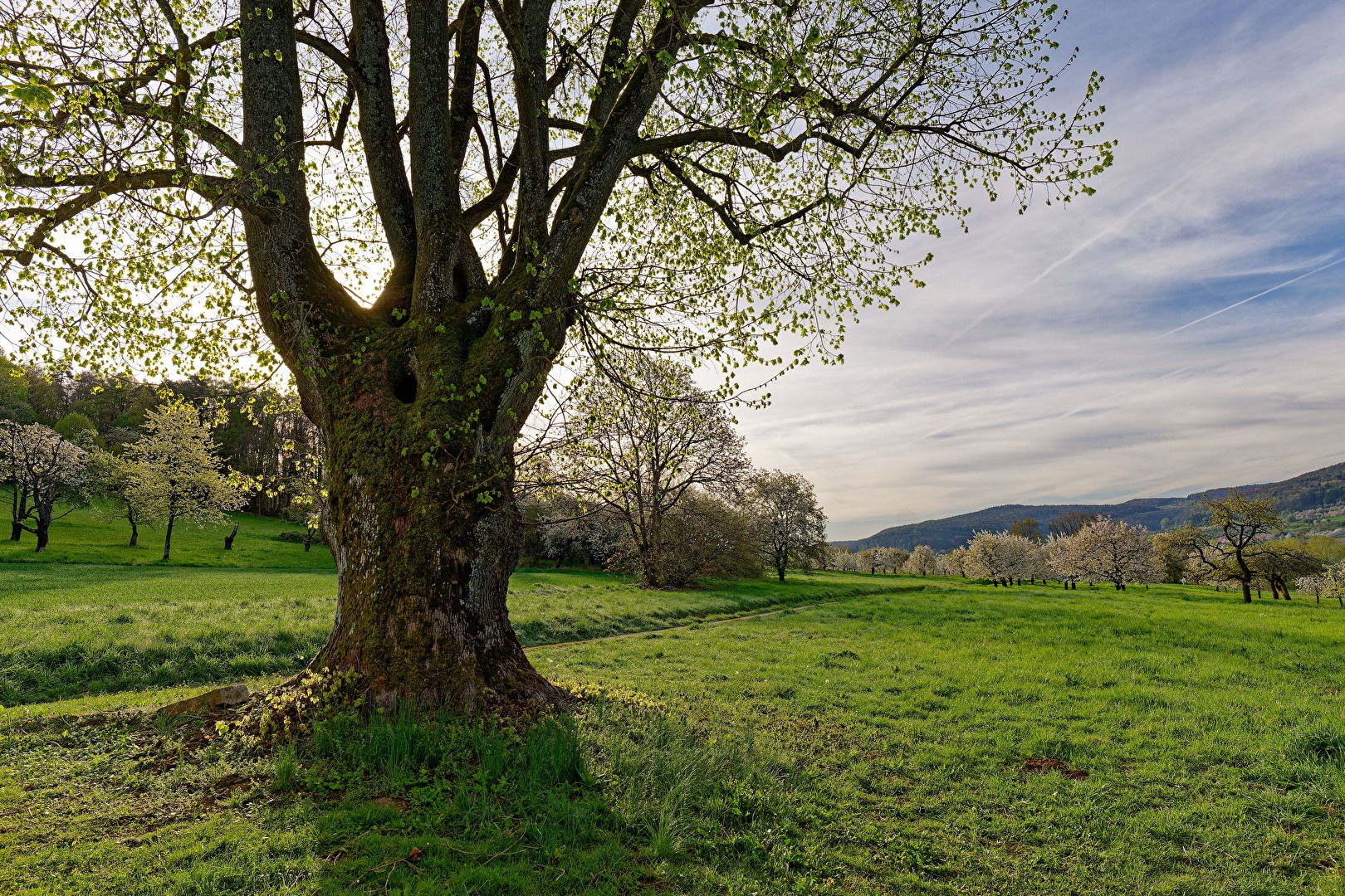 Jedes Jahr wieder wunderschön: die Kirschblüte in der Fränkischen Schweiz