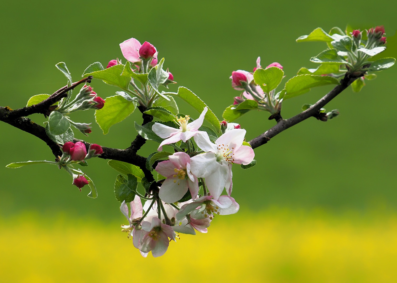 Frühlingsfarben