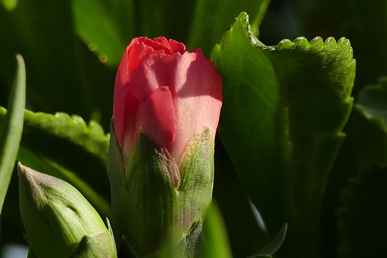 Vor der Blütenöffnung