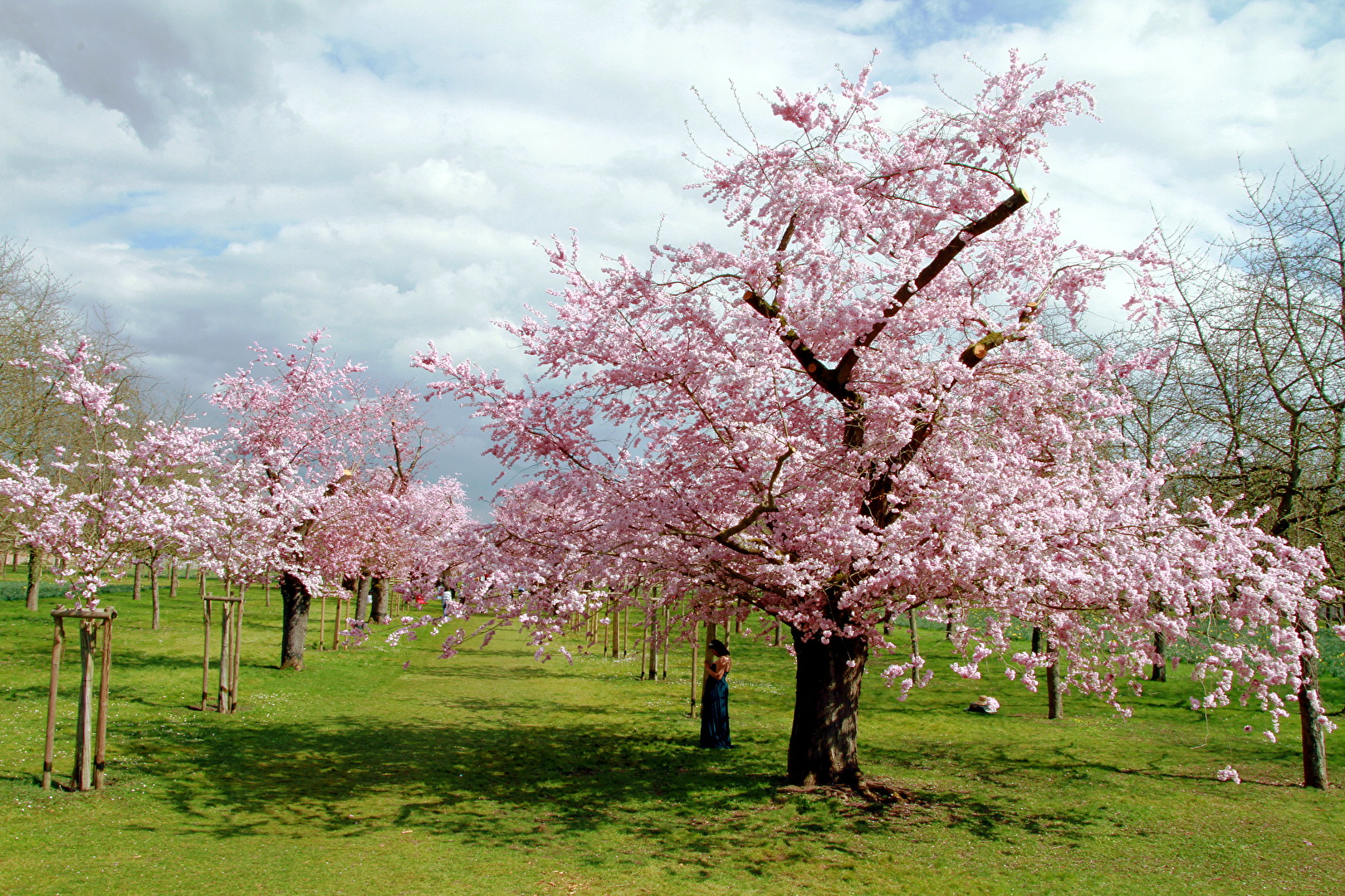 Kirschblüte
