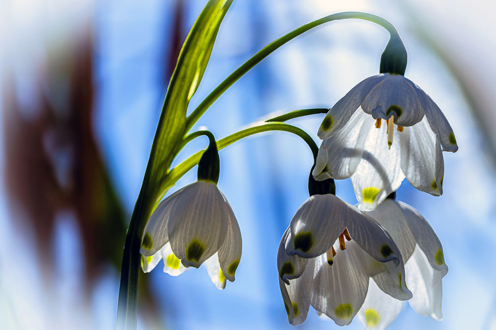 Das blaue Band des Frühlings