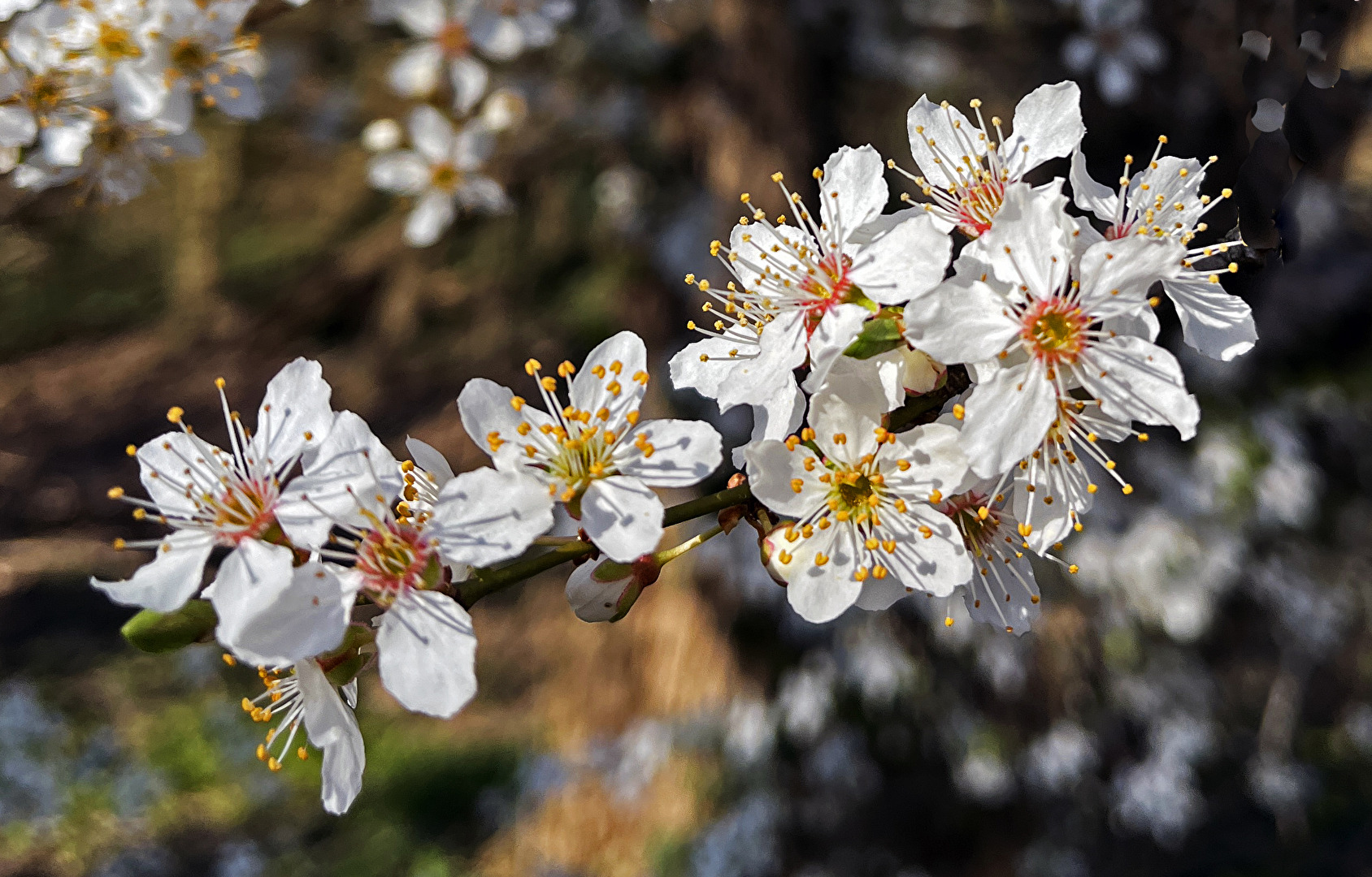 Frühling