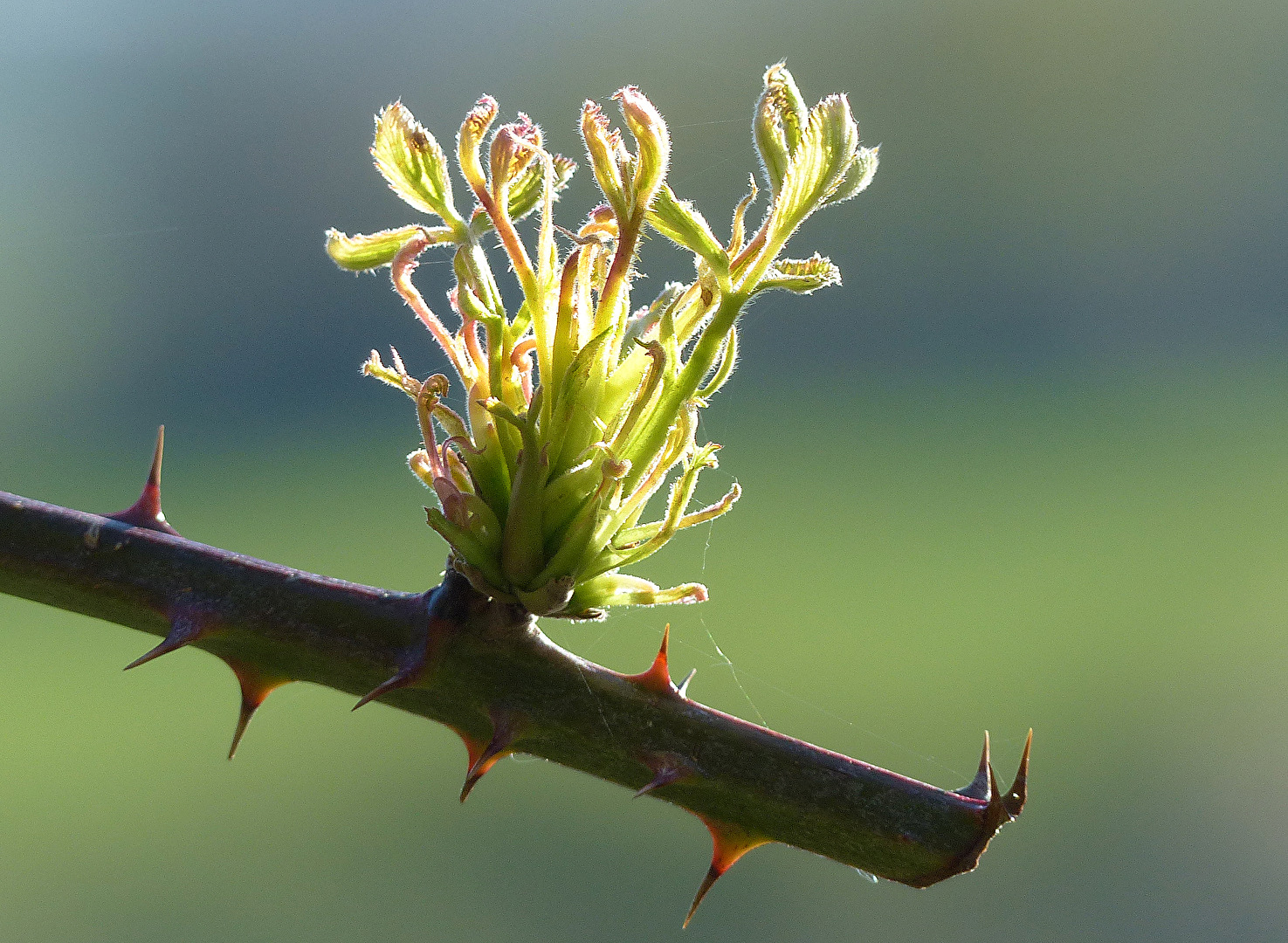 Frühling