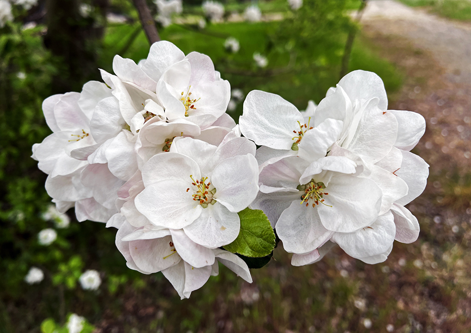 Frühling / Baumblüten