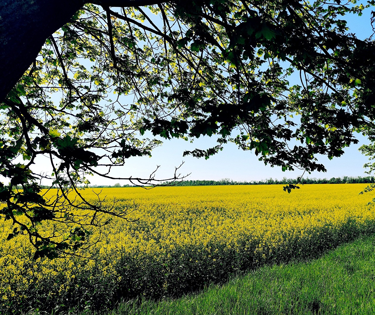 goldgelbes Feld