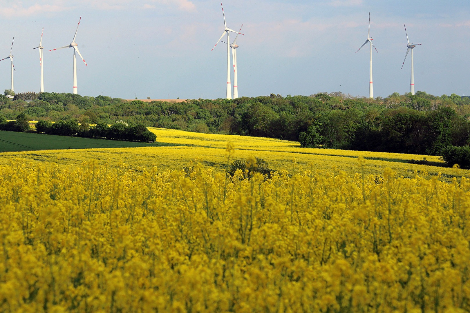 Rapsfeld (1)