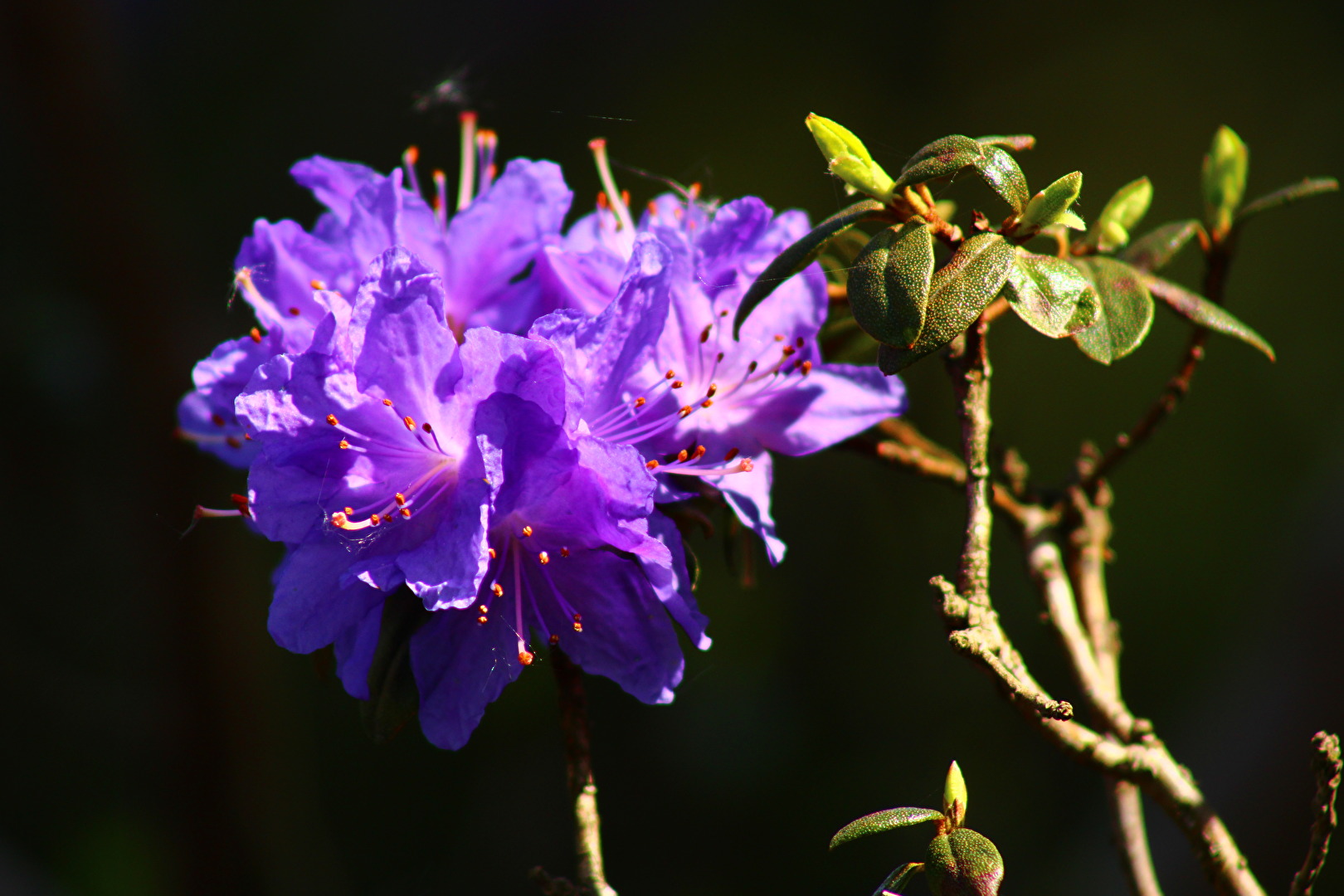 Frühling