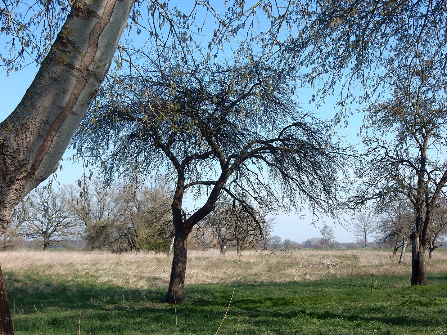 langsam erwacht die Obstbaumwiese