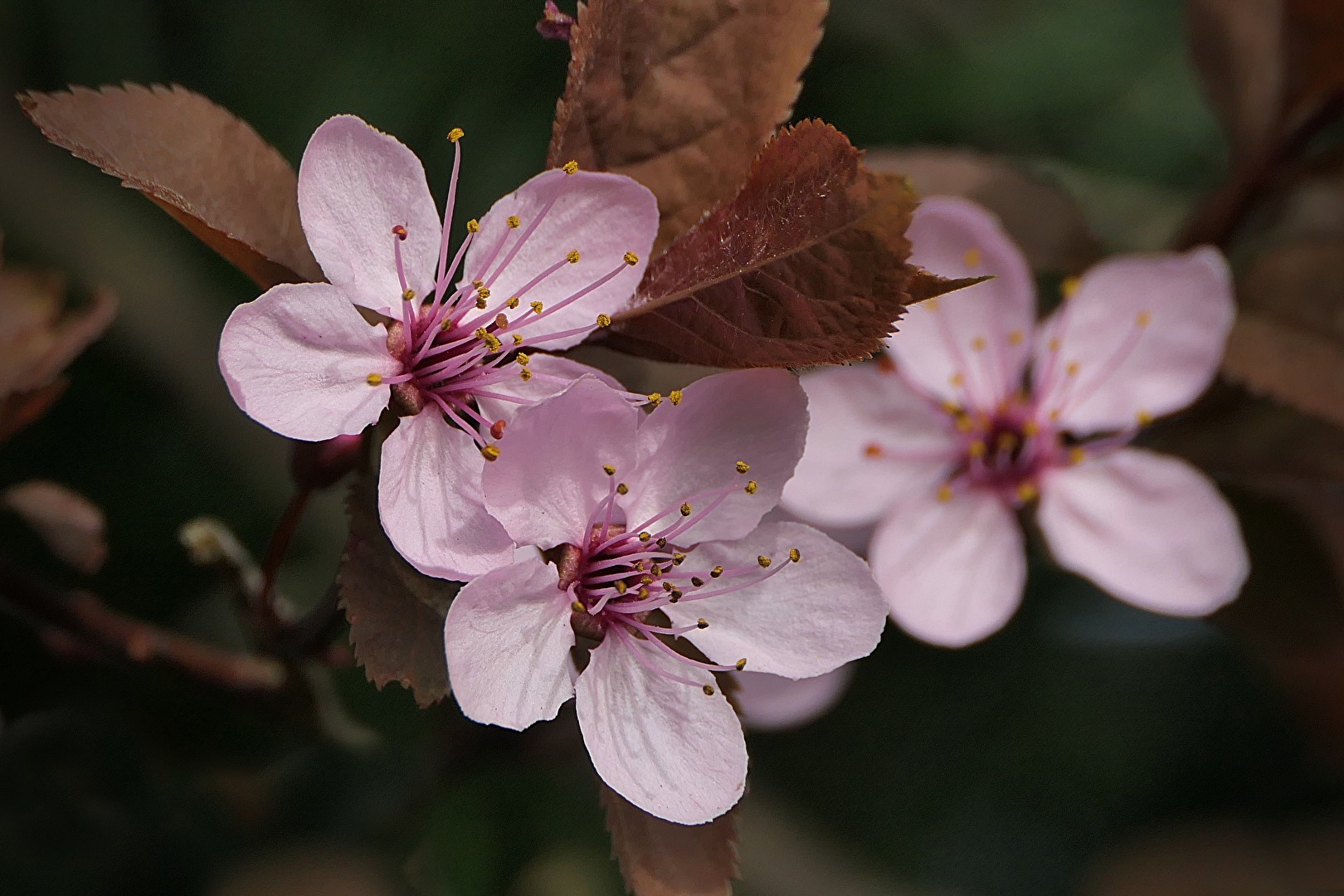 Frühling