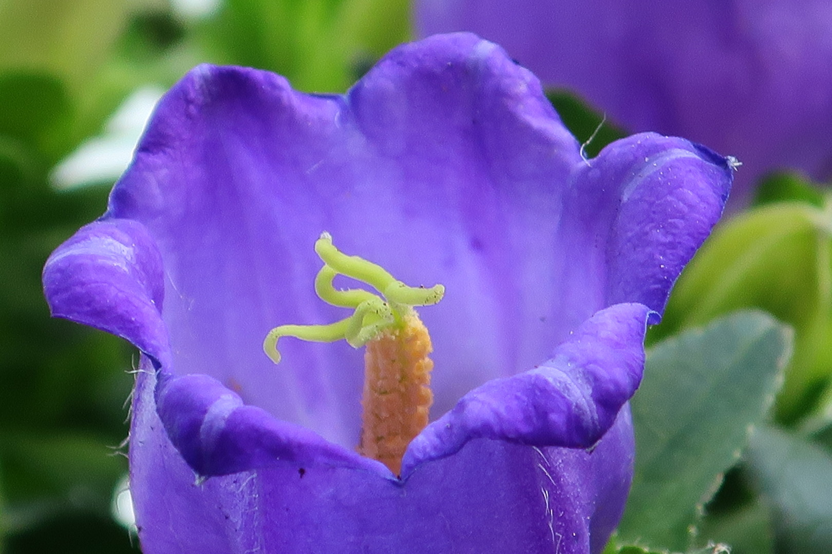 Einblick in den Enzian