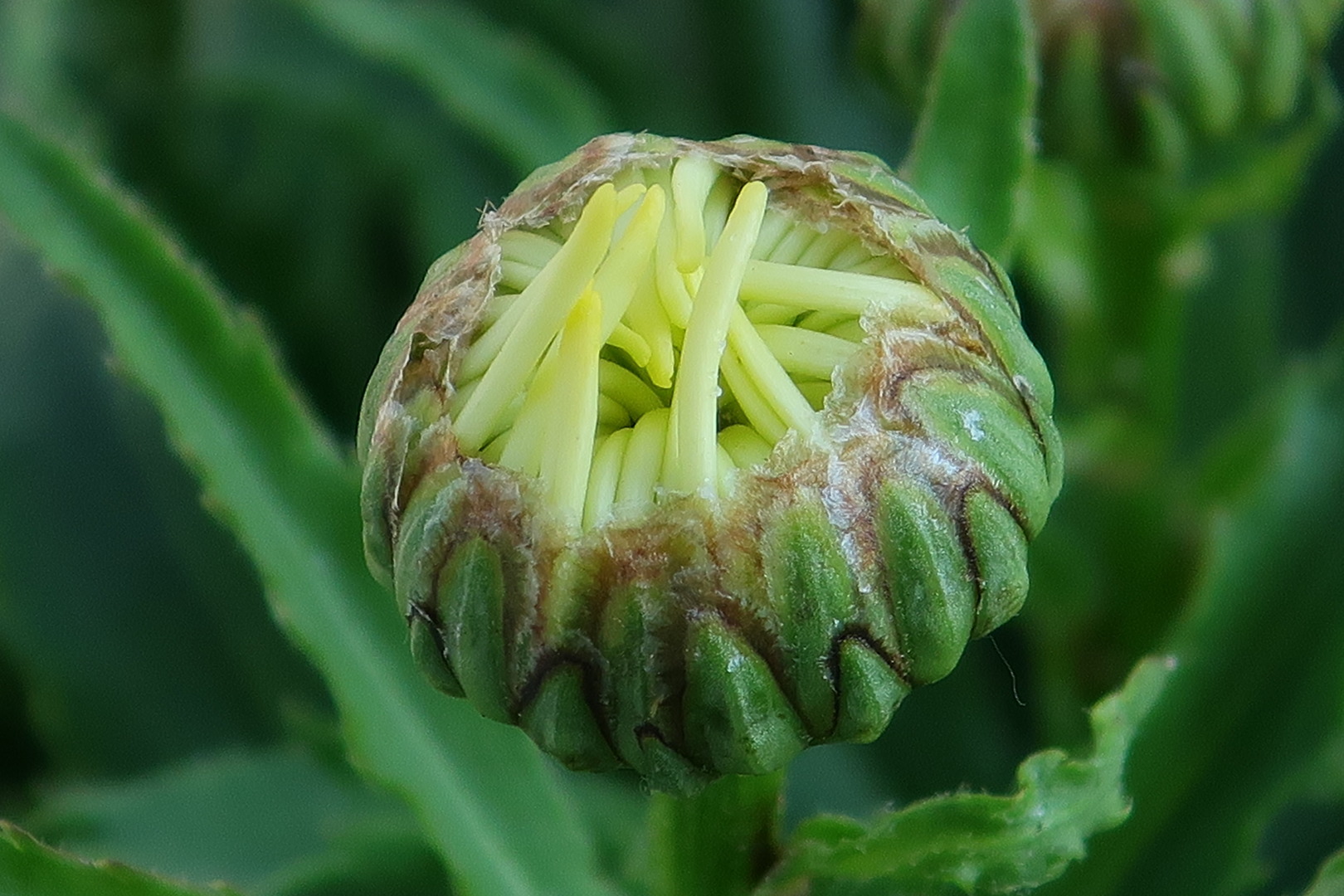 ...bald blüht sie wieder!