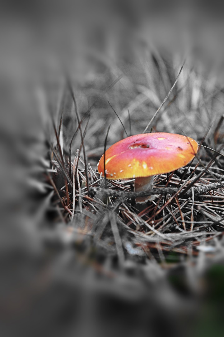 Fotowettbewerb-20-11