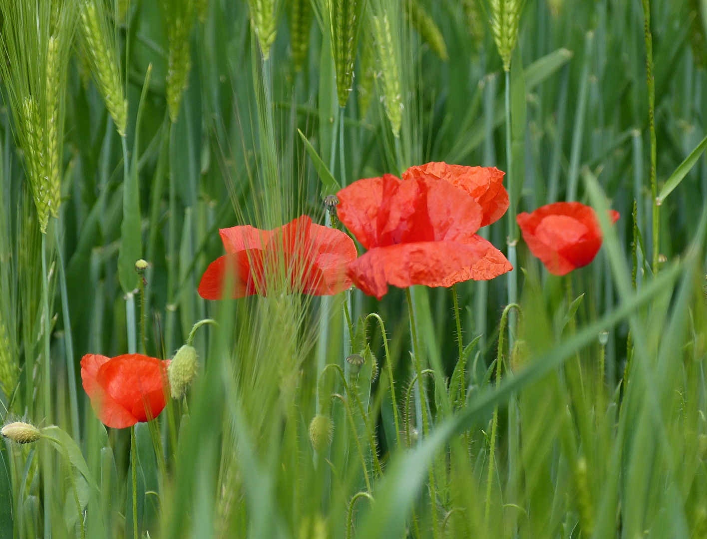 Mohnblume im Kornfeld!