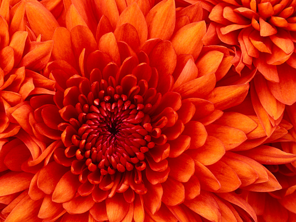 Chrysantheme!!