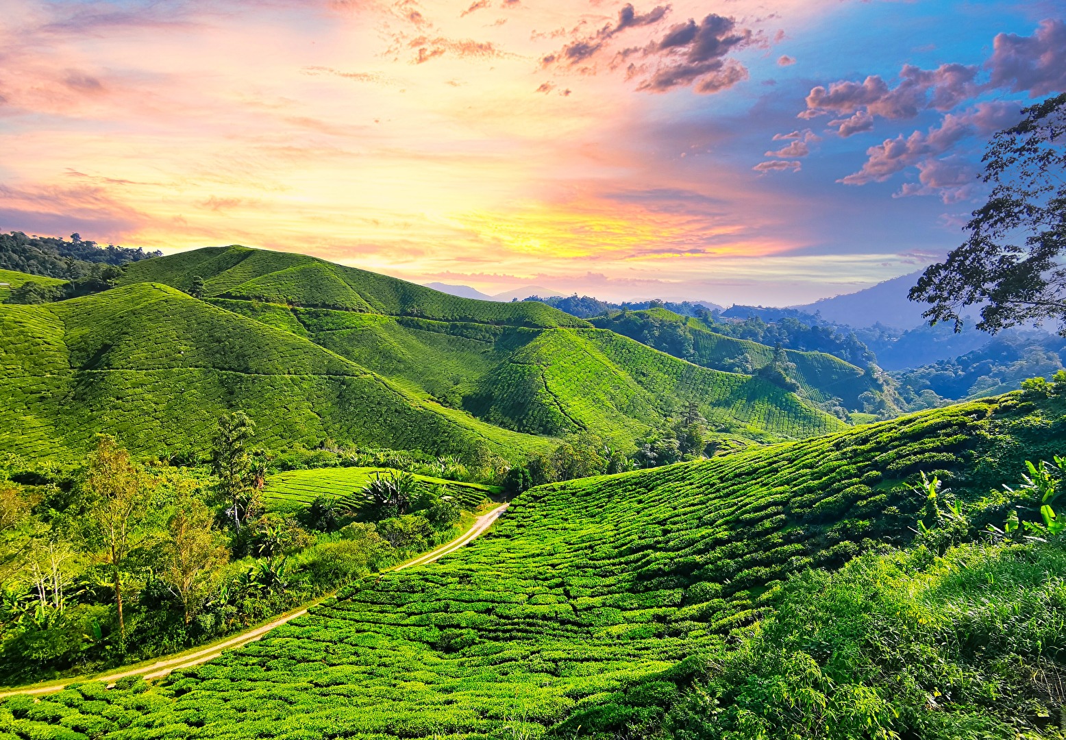 Teefelder in Malaysia