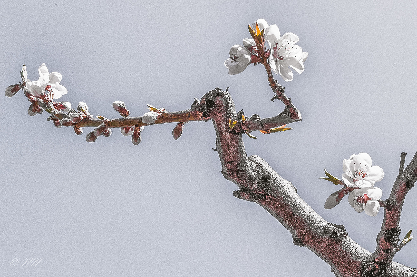 Frühling