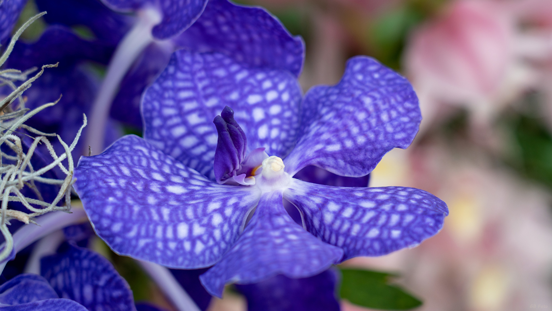 Blumen
