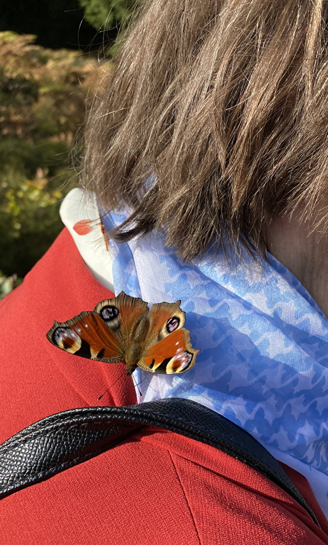 #Täuschung, Schmetterling hat sich von den Farben täuschen lassen