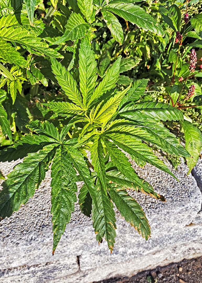 #Pflanzen_Cannabispflanze