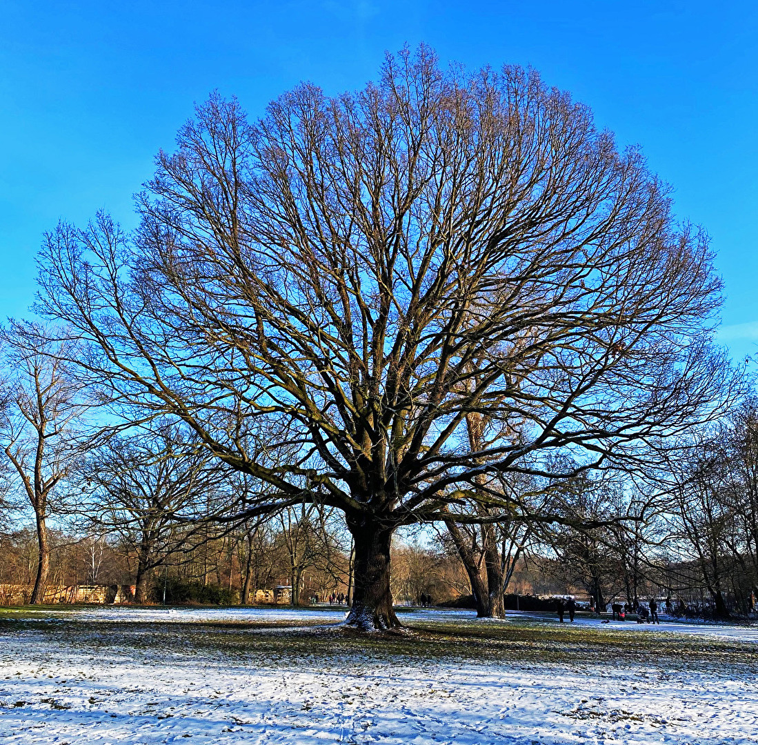 #Baum im Winter