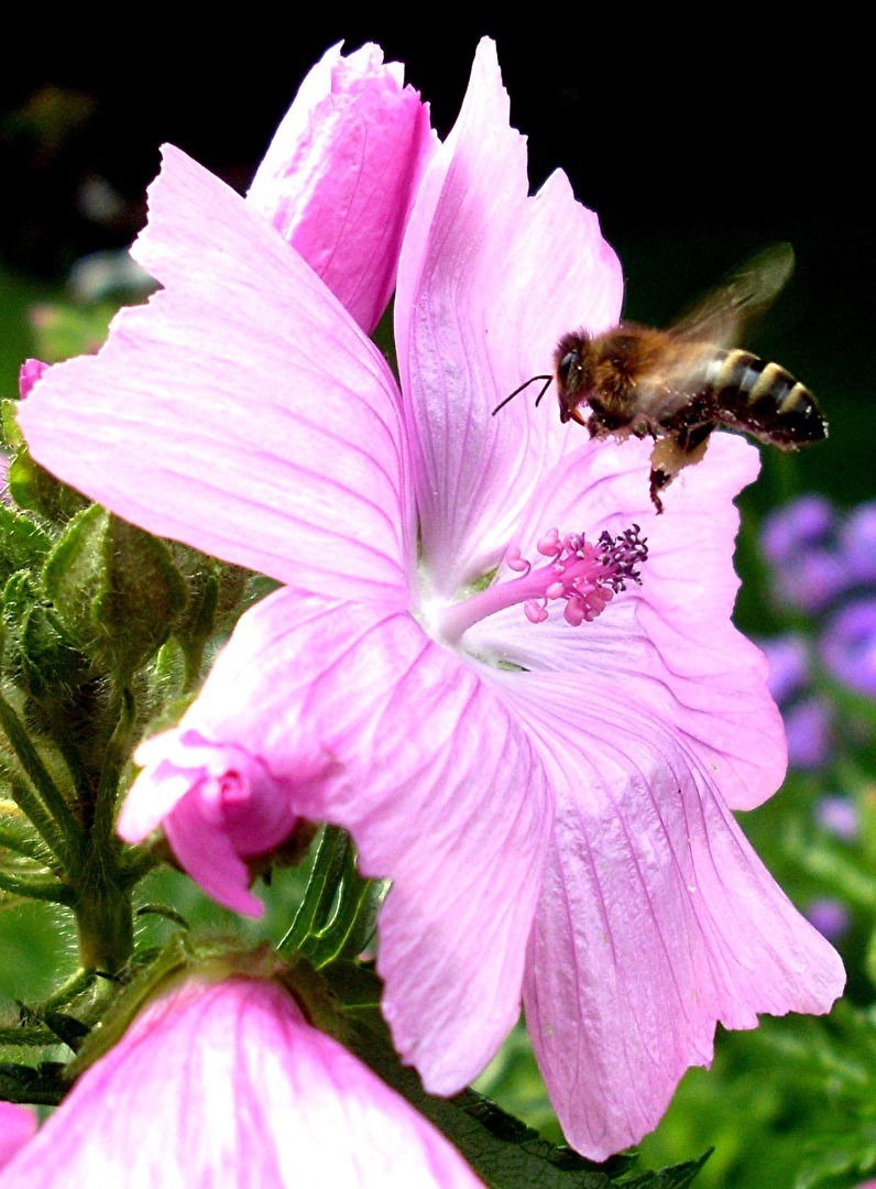 #Bienen         #Fliegende Insekten
