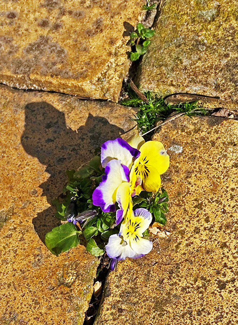 #Pflasterstein mit Blumenliebe