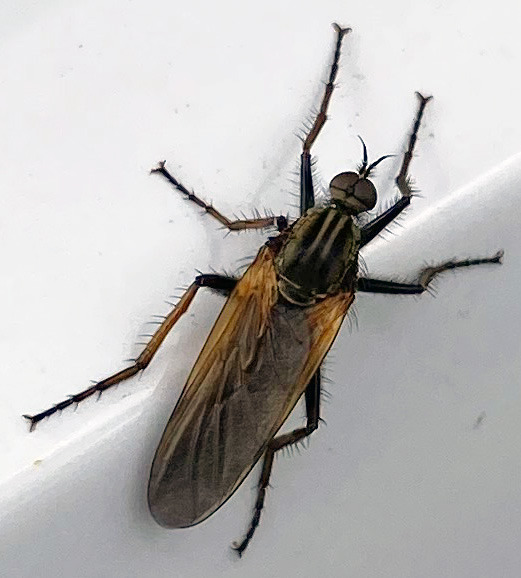 #Insekten