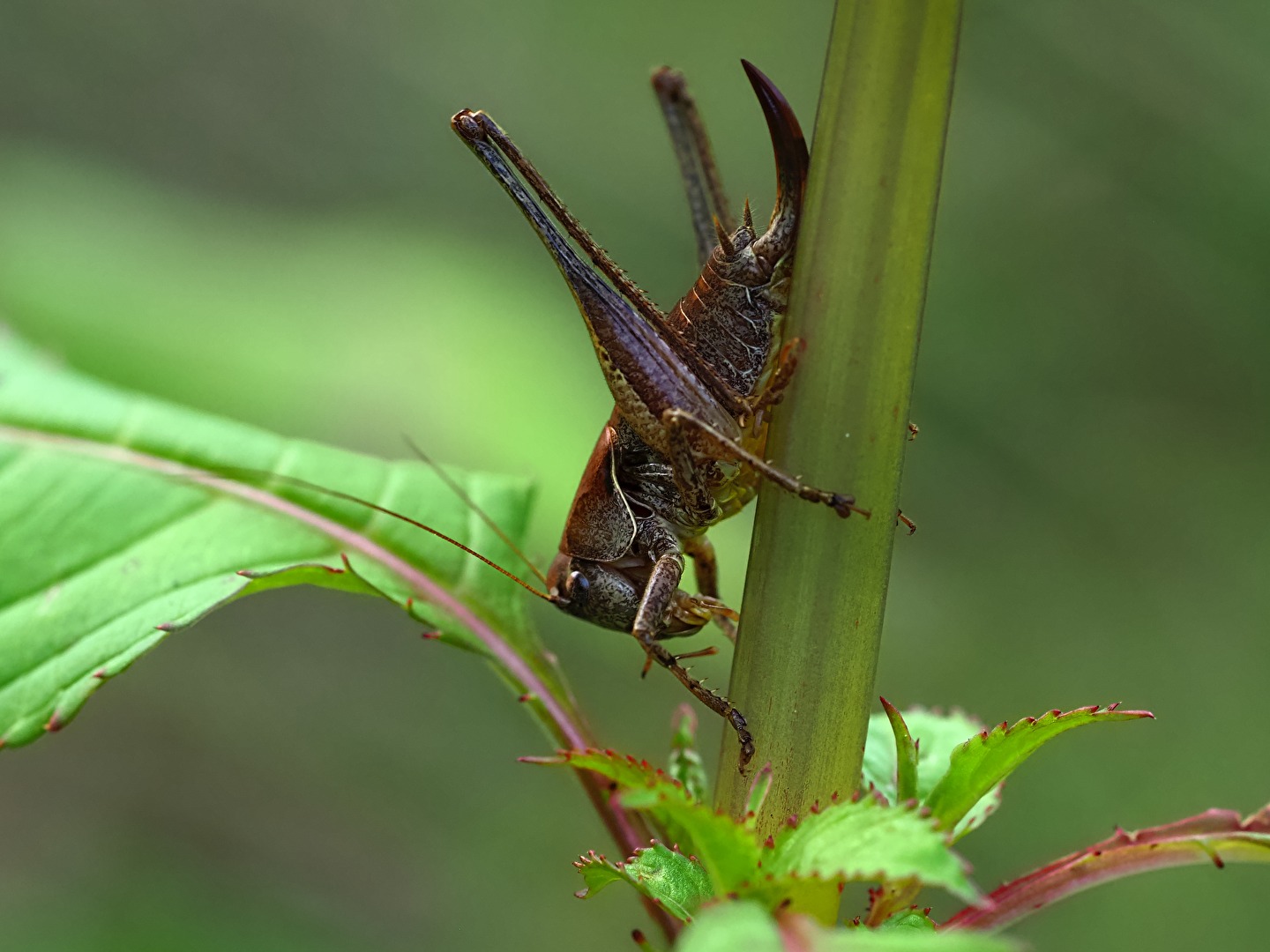 #Insekten - Oh Schreck(e)