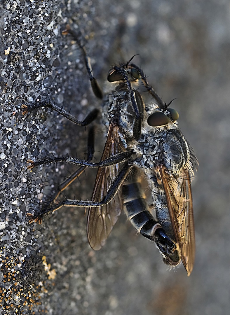 #Insekten - male love, not assault and robbery