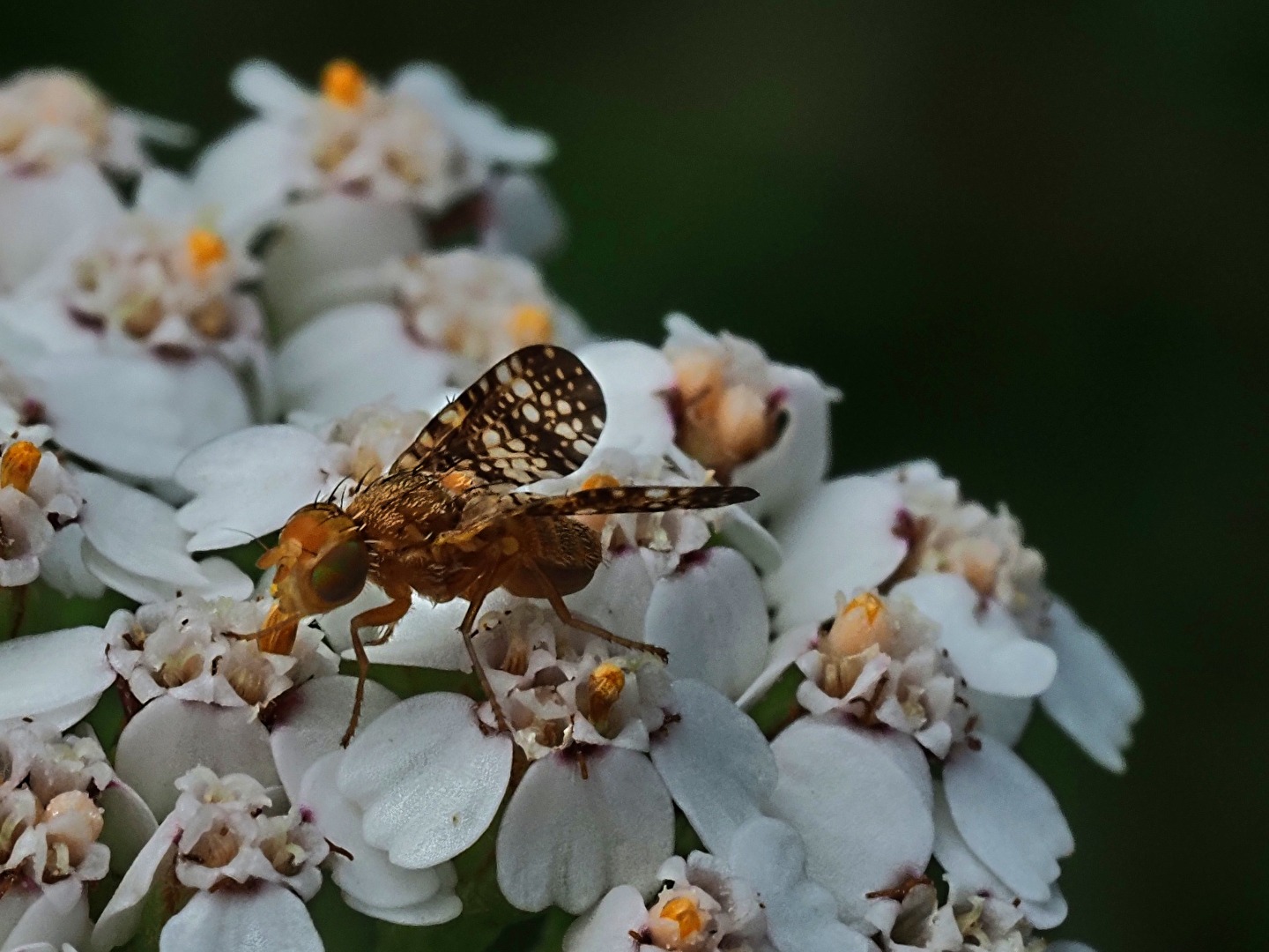 #Insekten - der Winzling