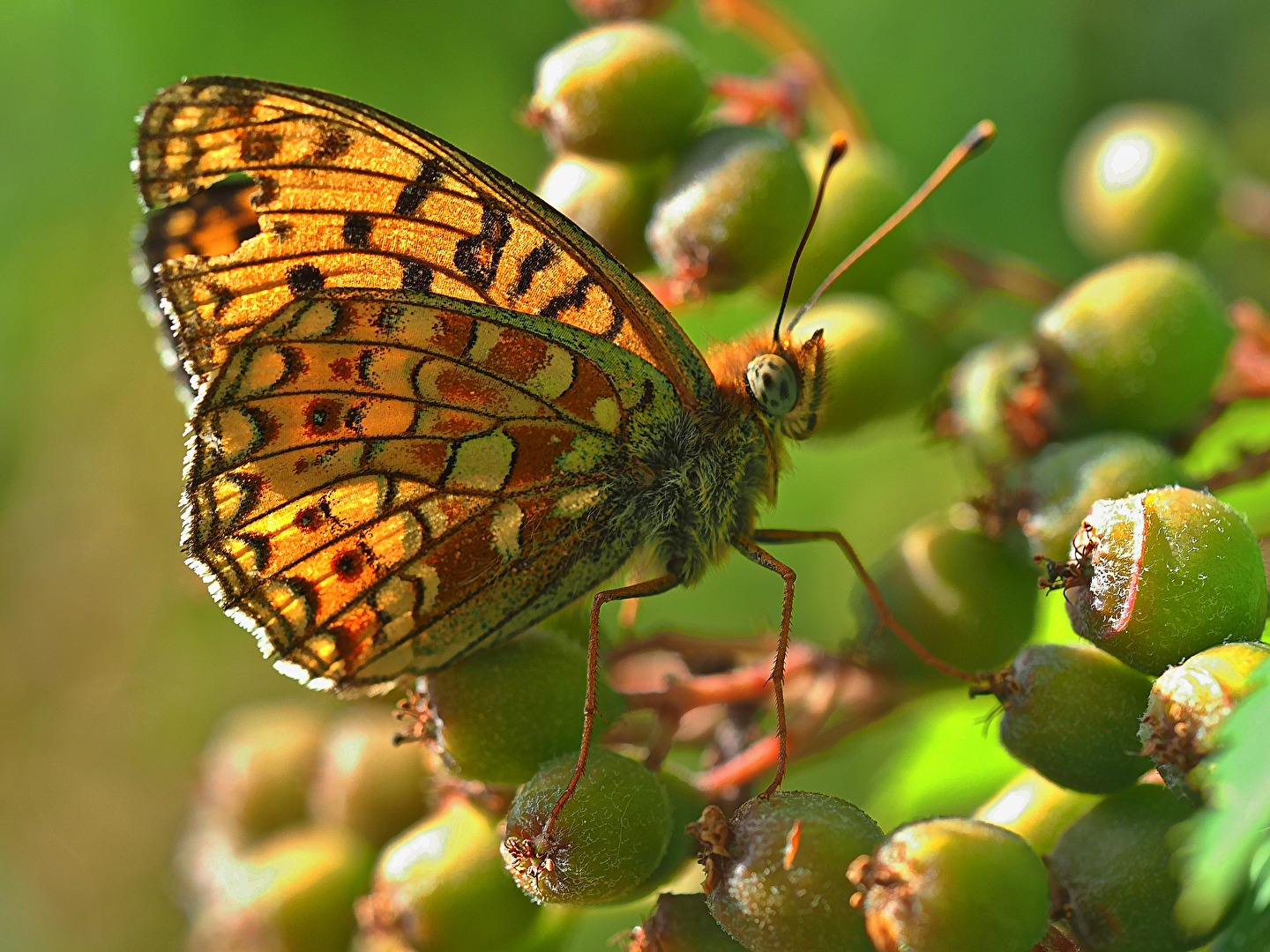 #Insekten - der Feurige