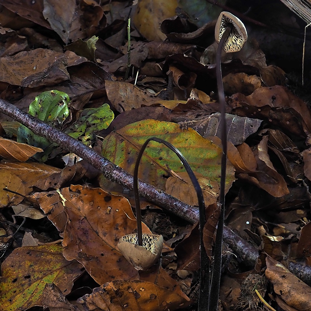 #Vergänglichkeit - auf dem Waldboden