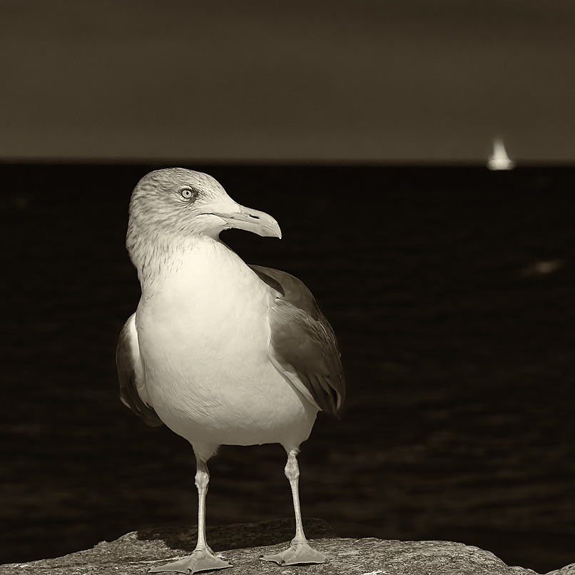 Vogel
