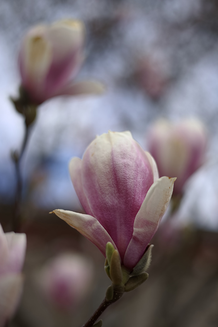 Tulip magnolia