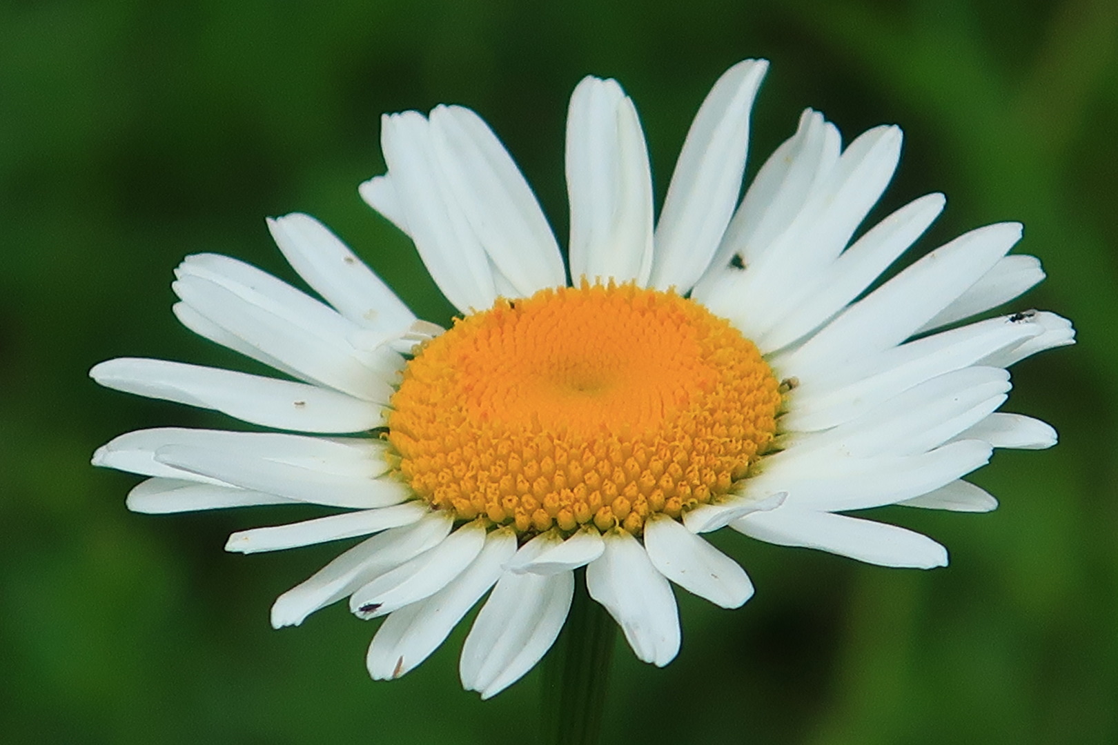 ...und sie blühen wieder!