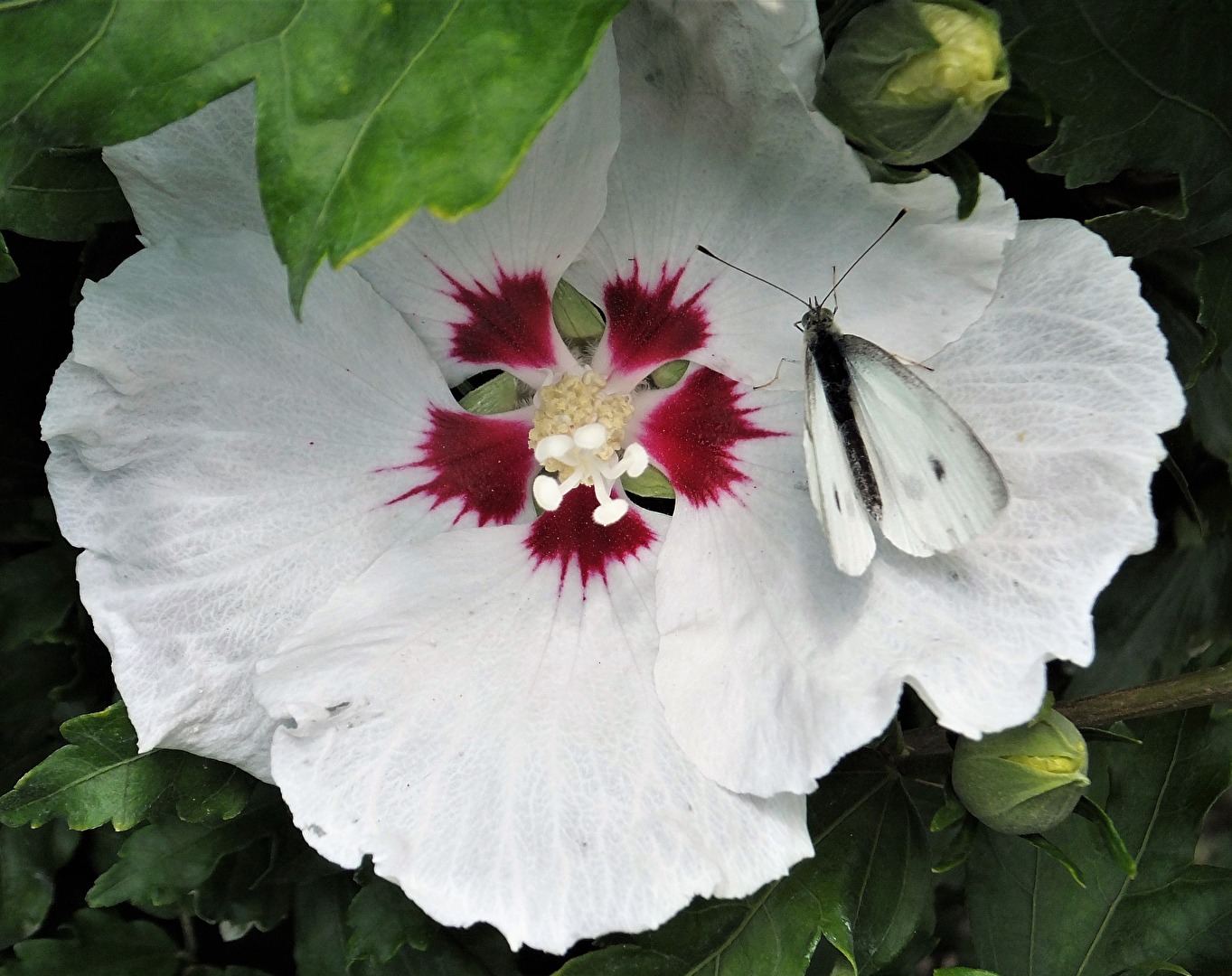 Hibiskus mit kleinem Kohlweißling