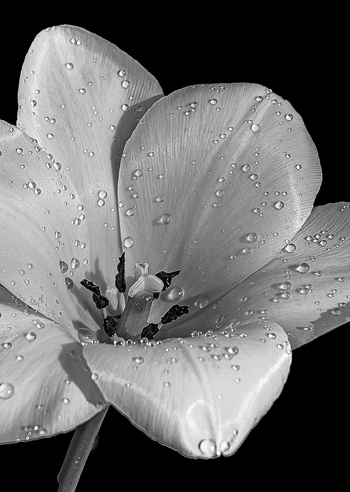 Tulpe im Morgentau