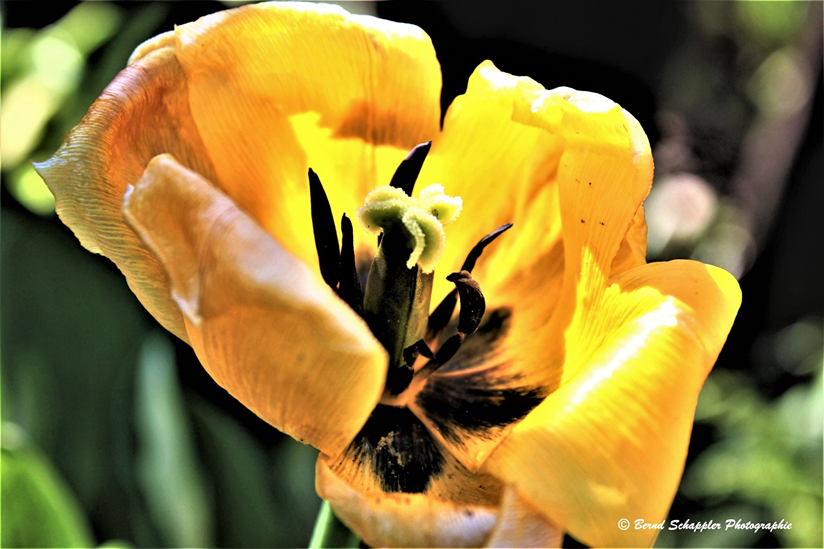 Gelbe Tulpe