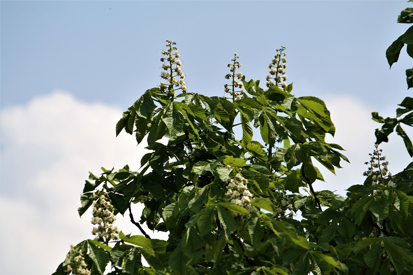 Kastanienblüten