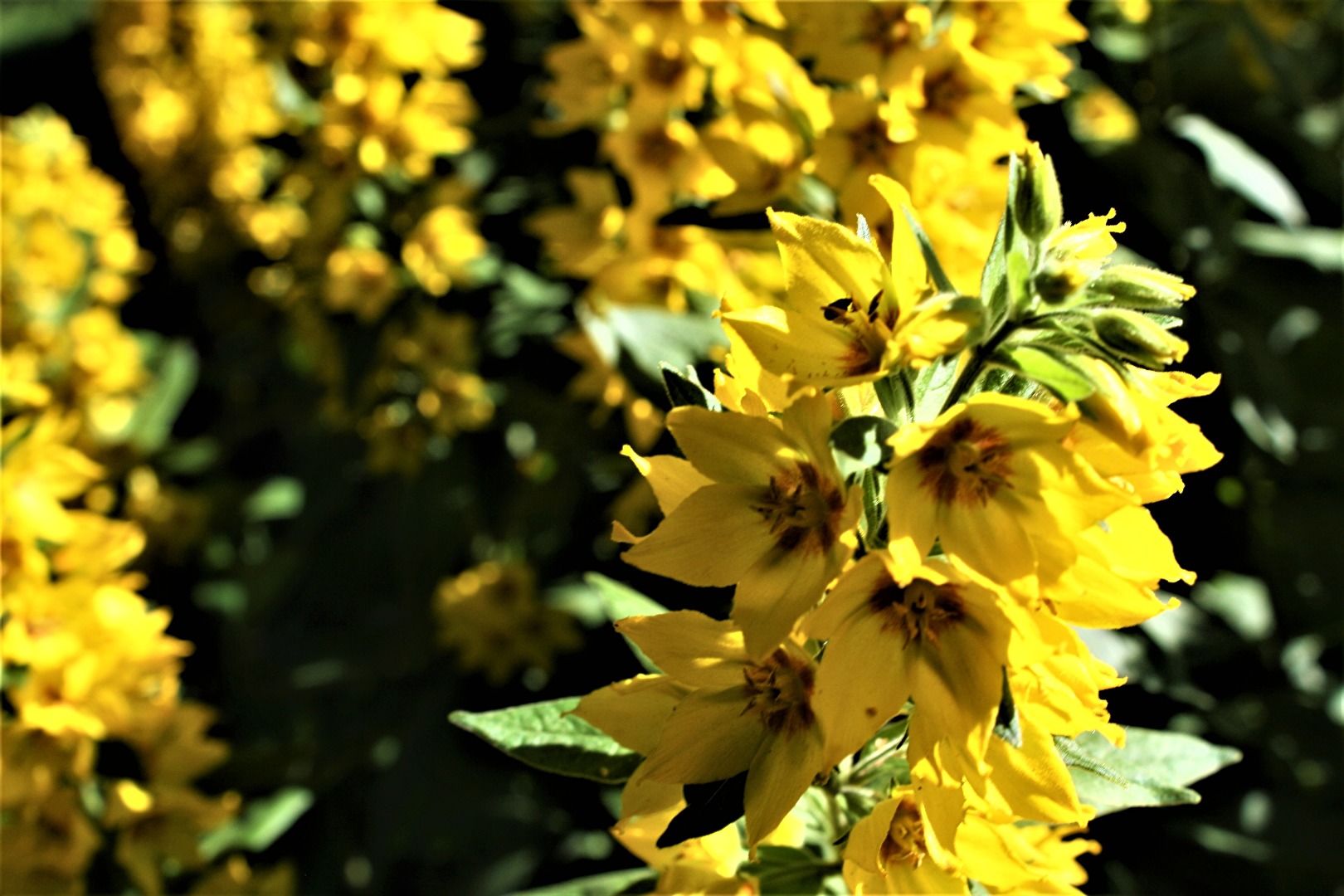 Ich kenne Ihren Namen nicht