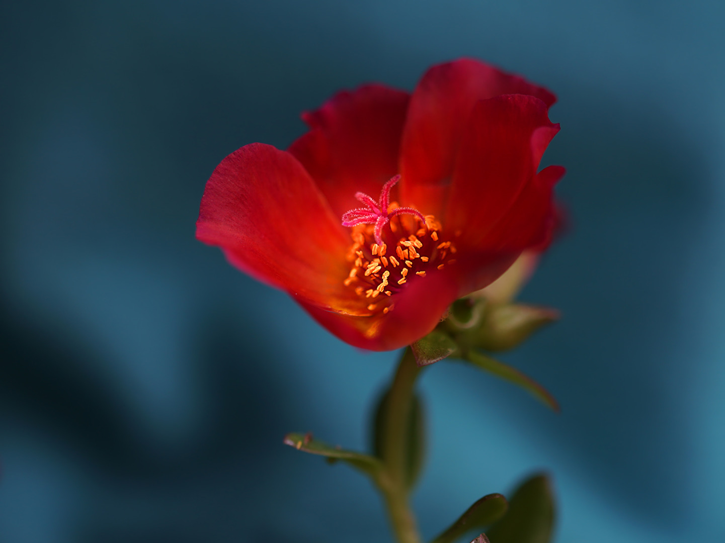 kleines zartes Blümchen