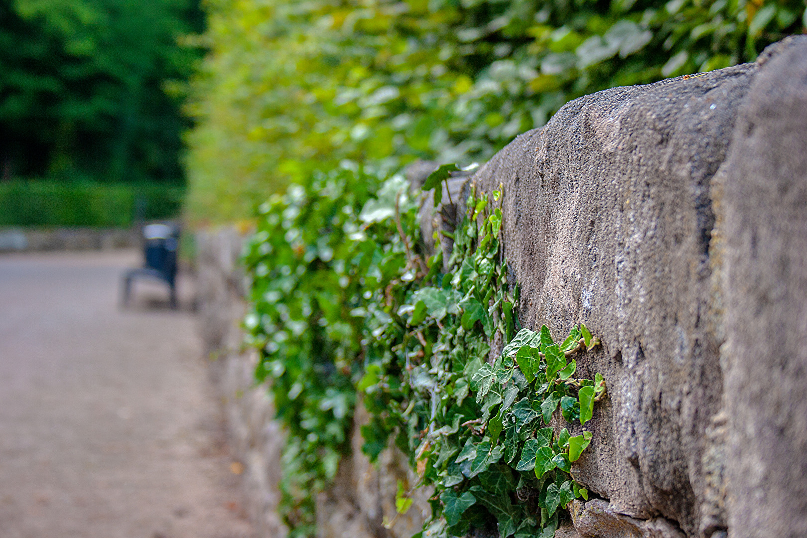 Efeu an der Mauer