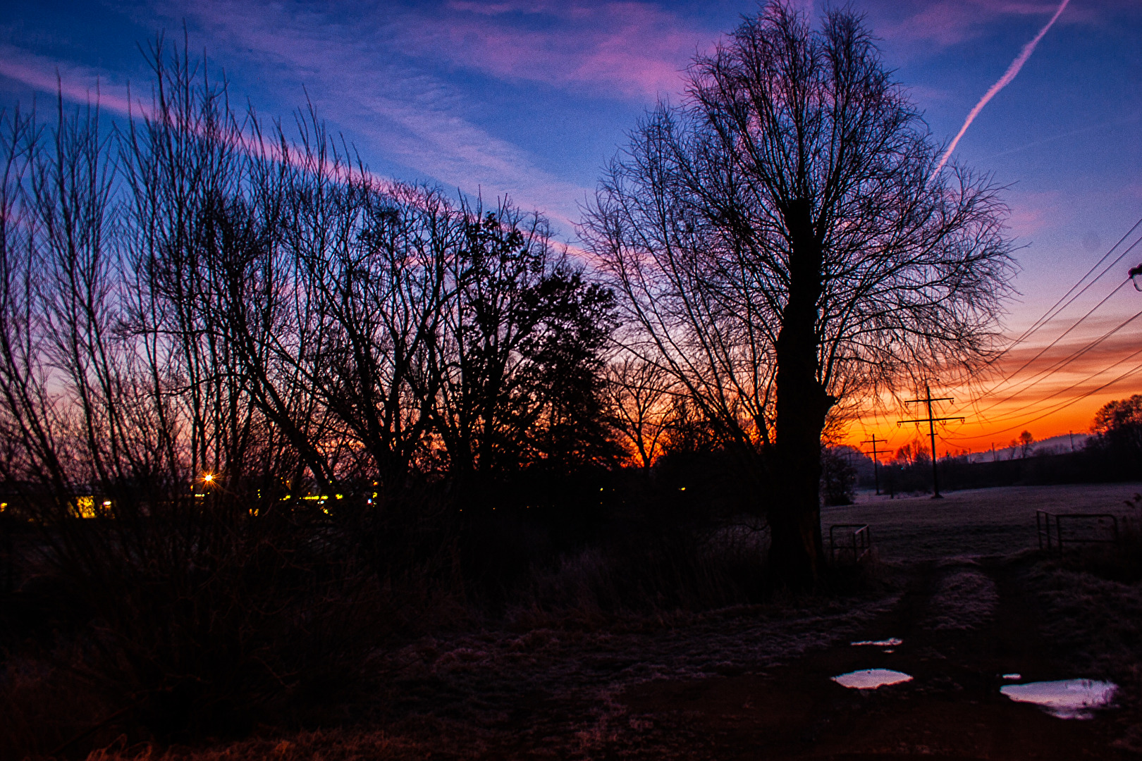 Bäume im Sonnenaufgang