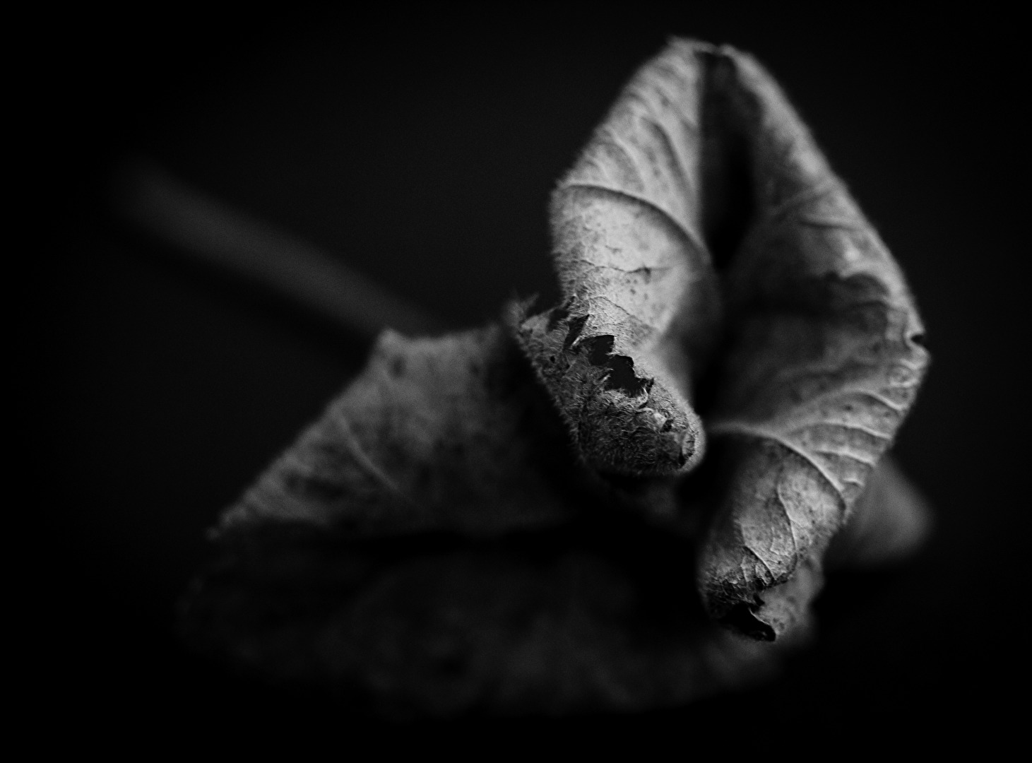Die Stille der Dinge