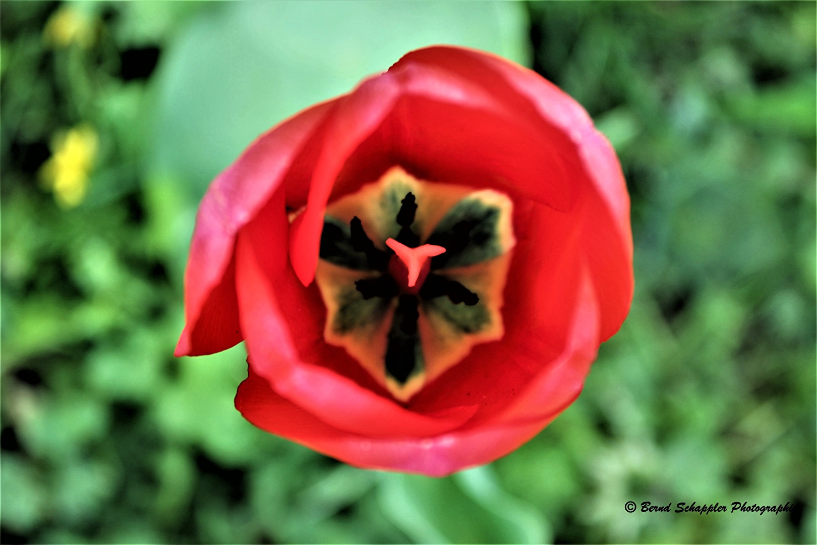 Tulpe