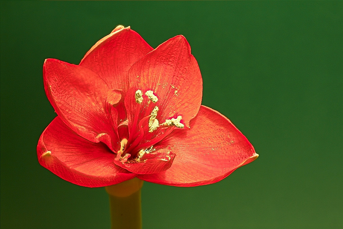 Amaryllis