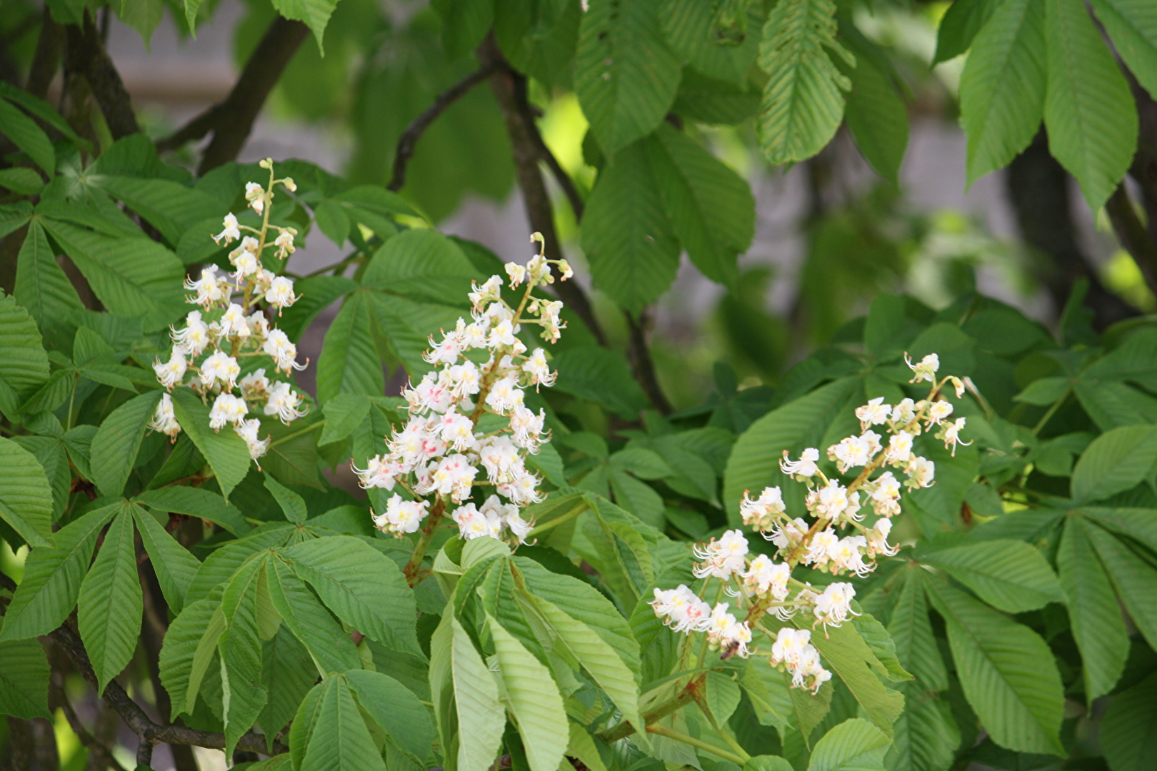 Kastanienblüten